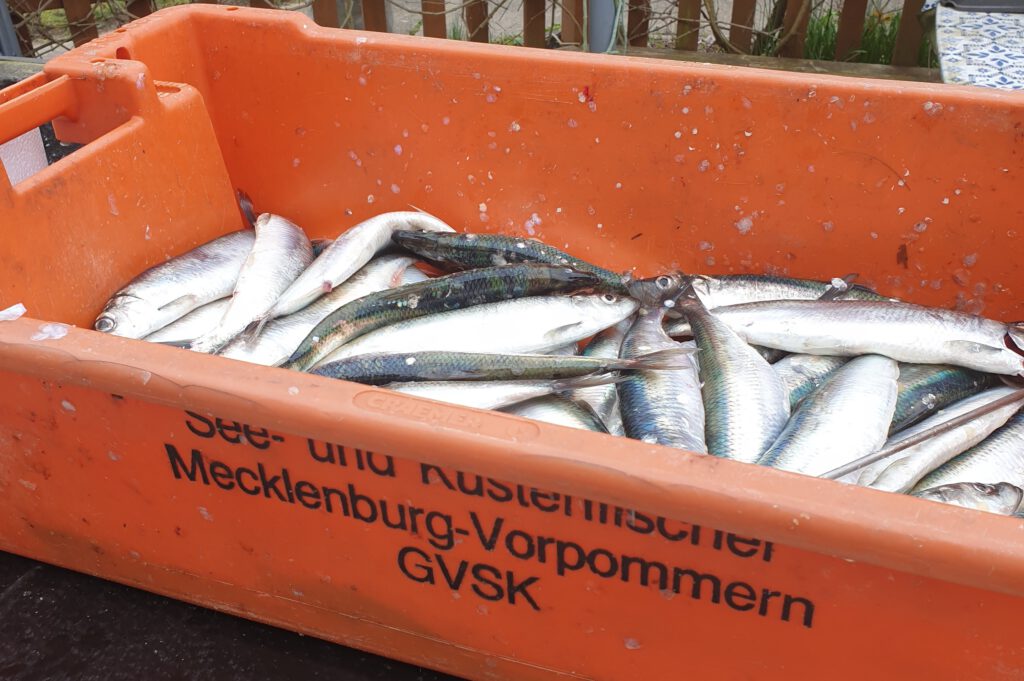 Fischkiste