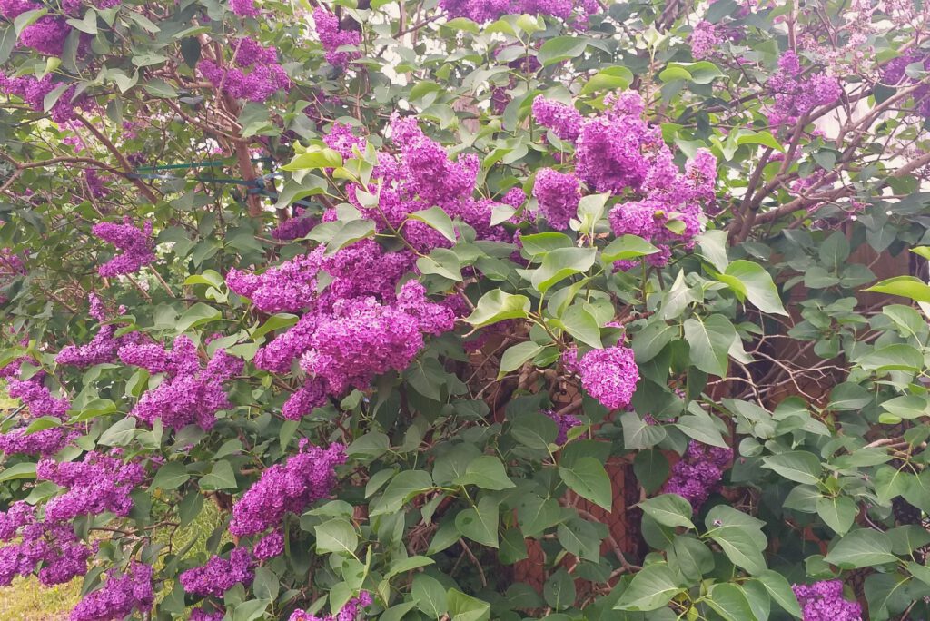 Fliederblüte im Mai