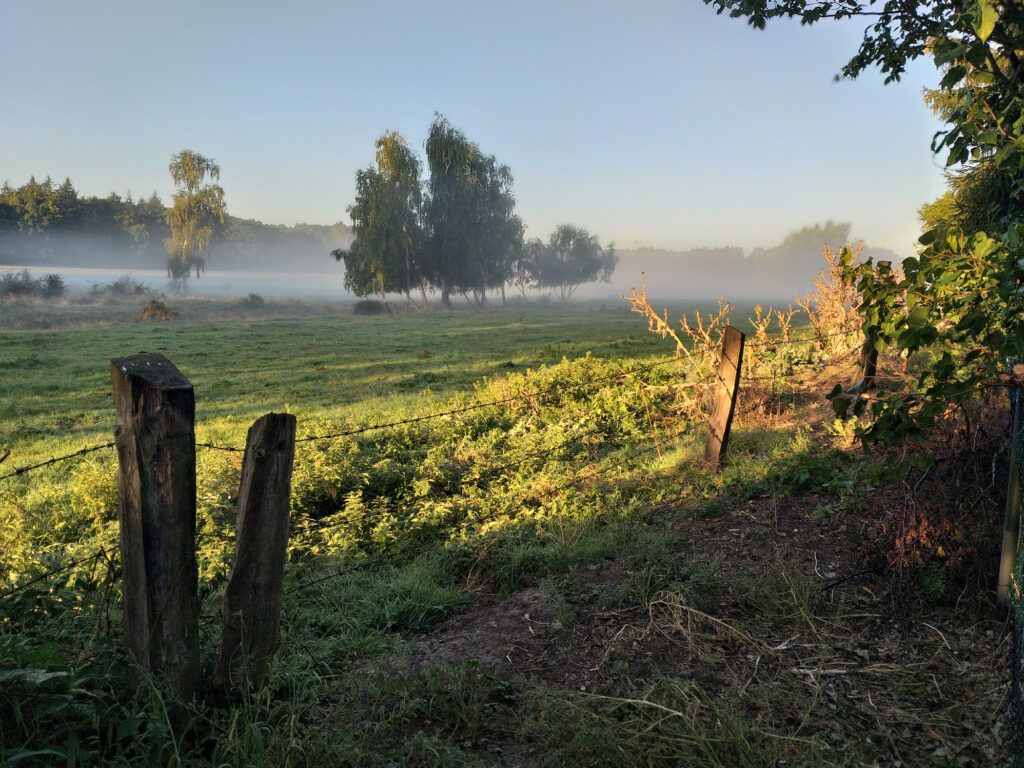Frühnebel über der Weide