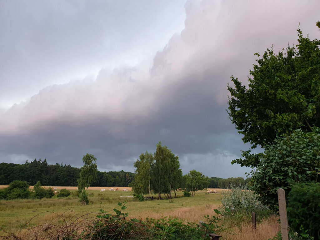 Die Rinderweide