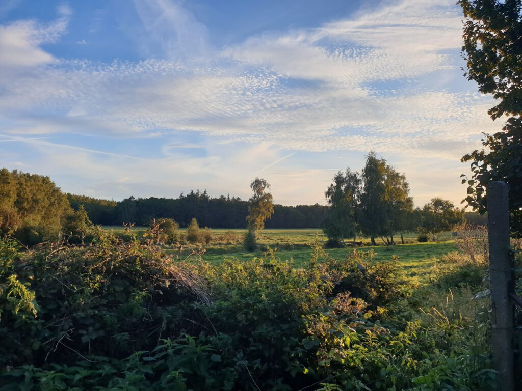 Weide hinterm Zaun