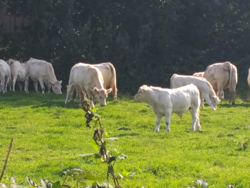 Mutterherde mit Kälbern hinterm Gartenzaun
