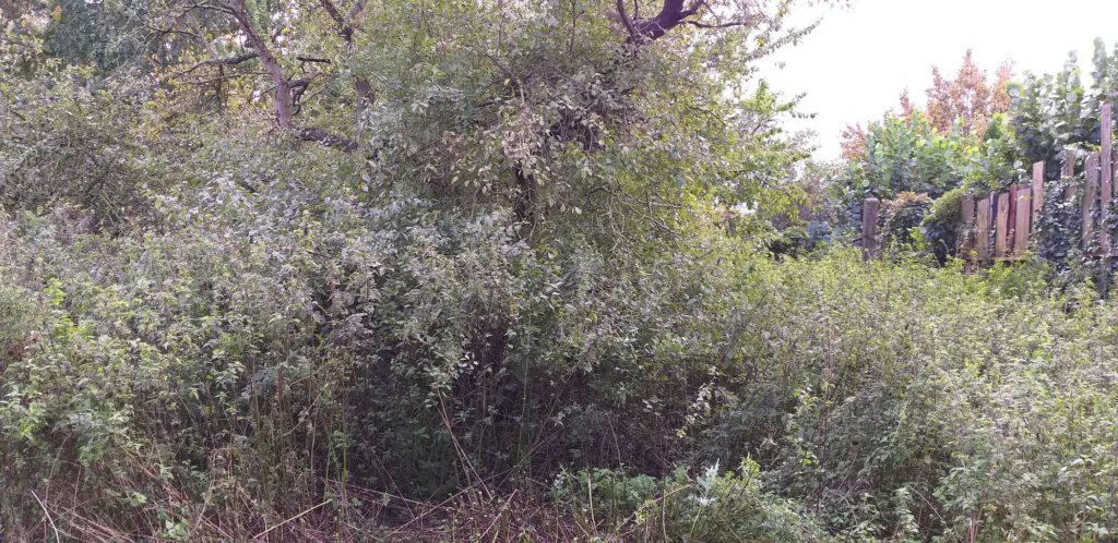 Der unendliche Wald aus übermannshohen Brennessel"bäumen"